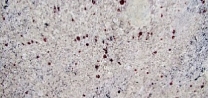 Kashmir White